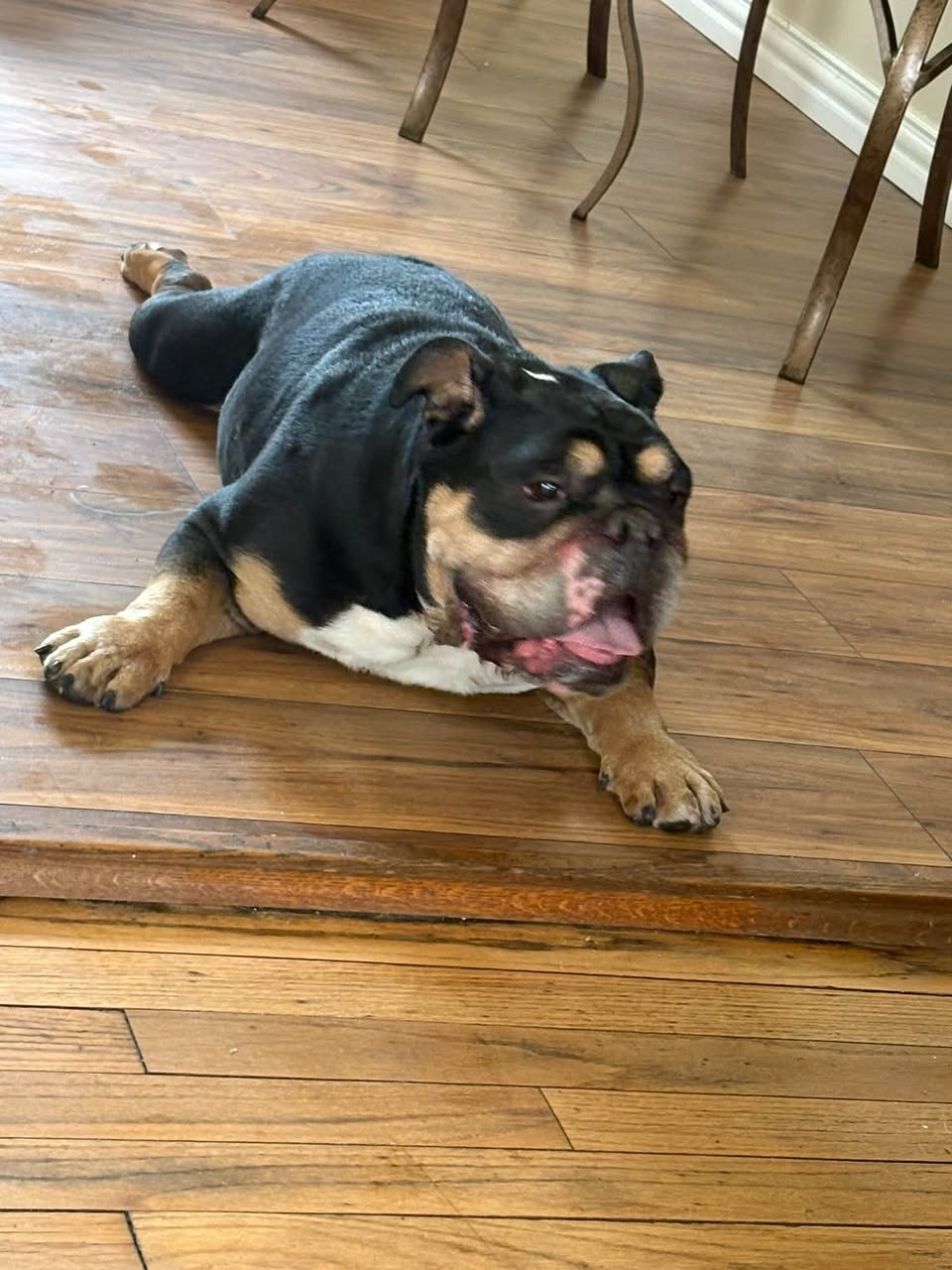 Lost Dog in Houston
