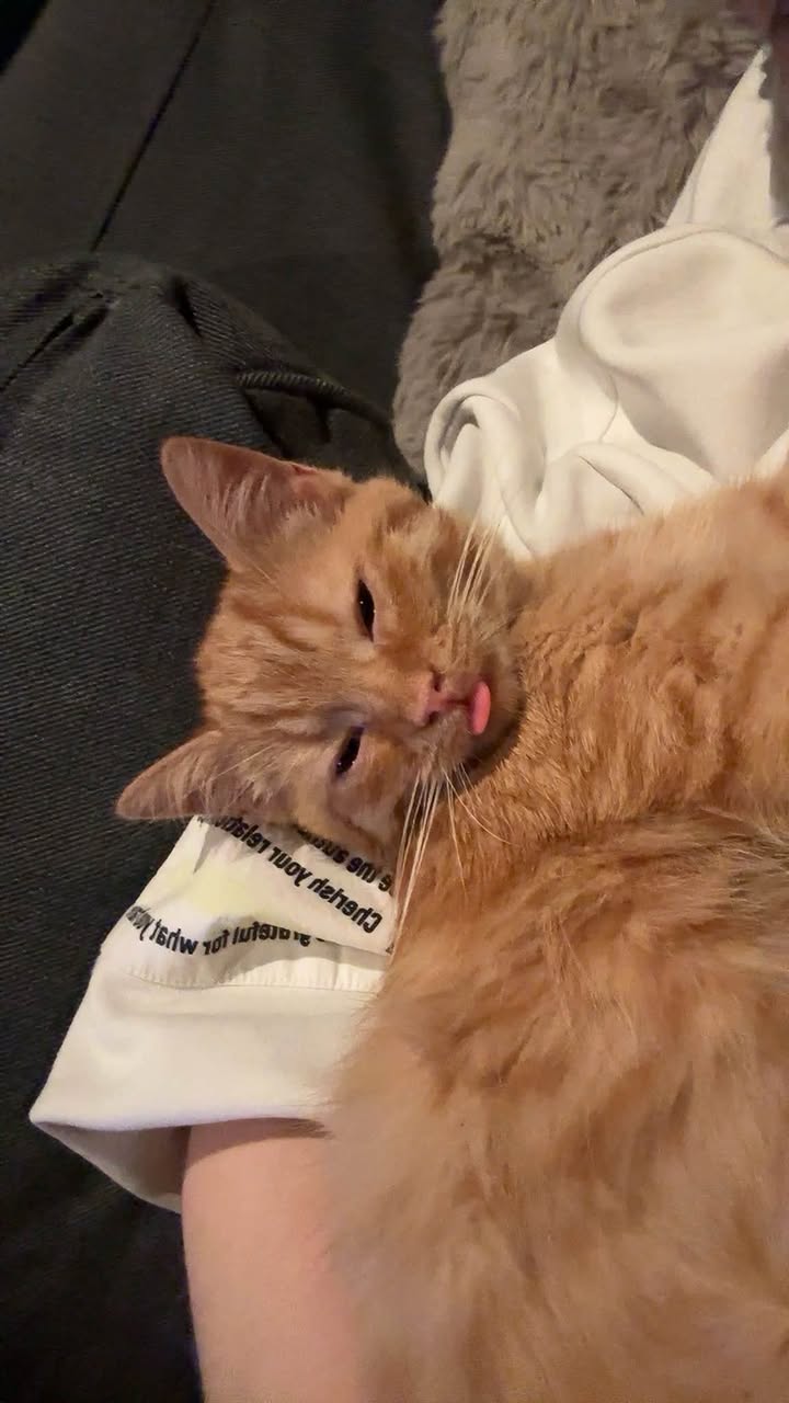 Lost Cat in ØStfold