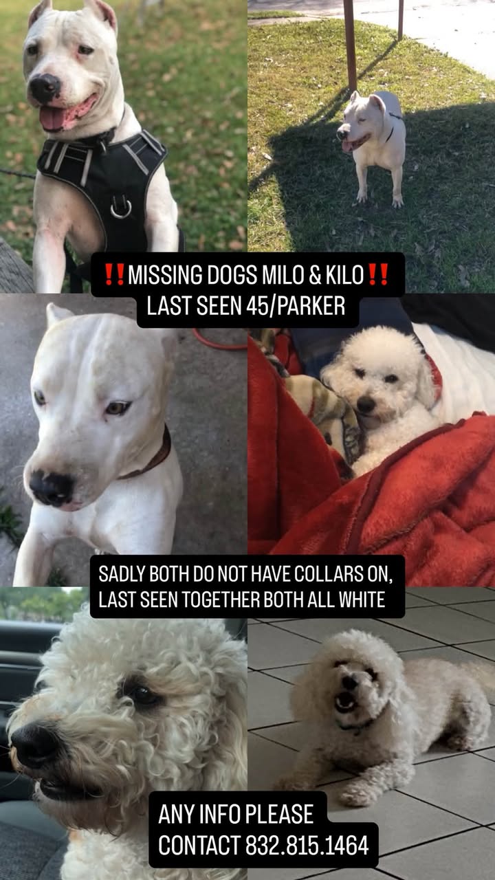 Lost Dog in Houston