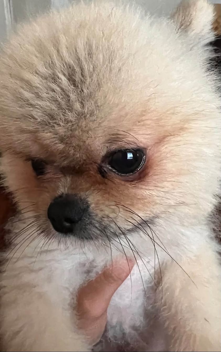 Lost Dog in Houston