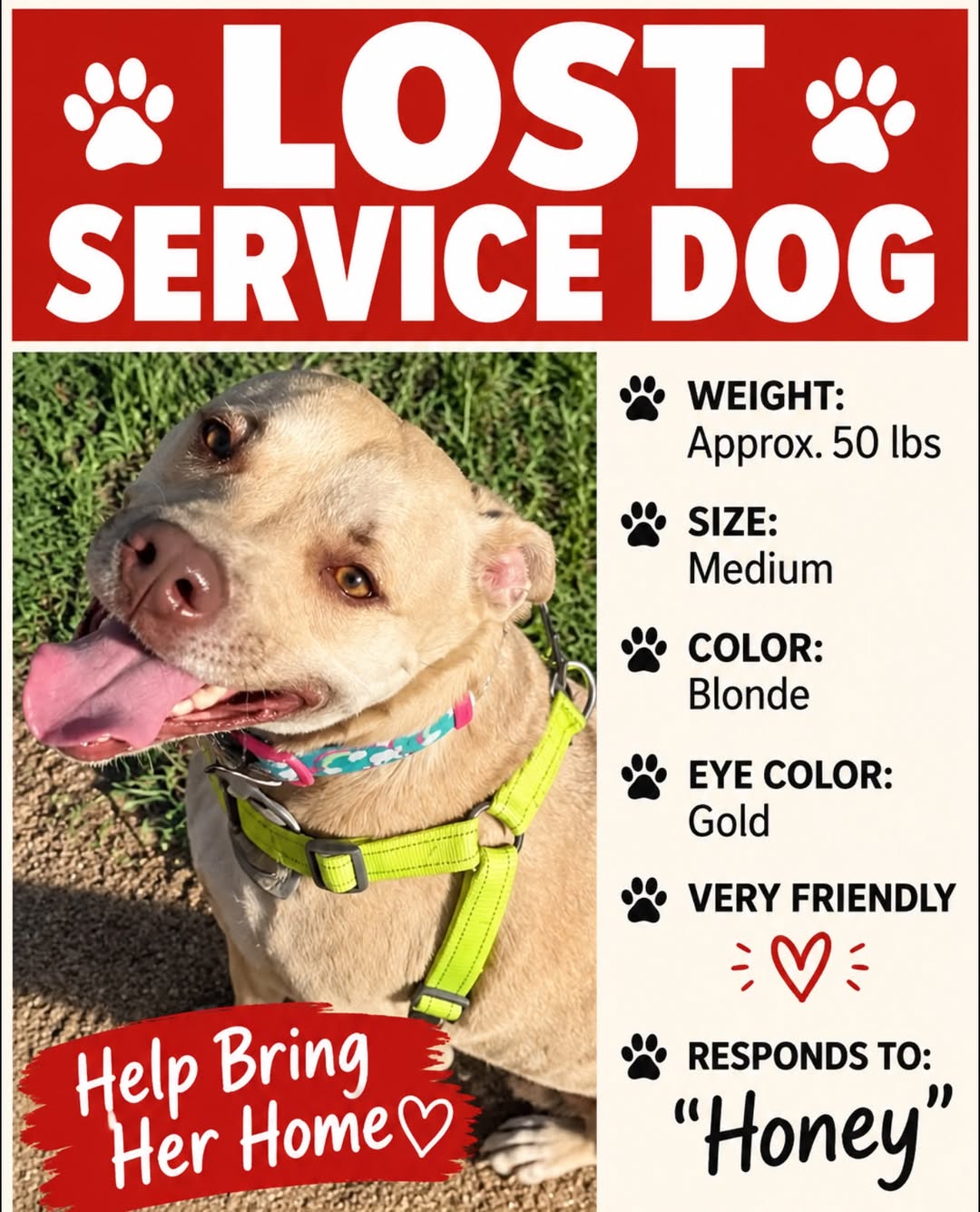 Lost Dog in Houston