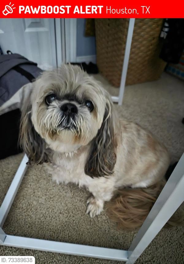 Lost Dog in Houston