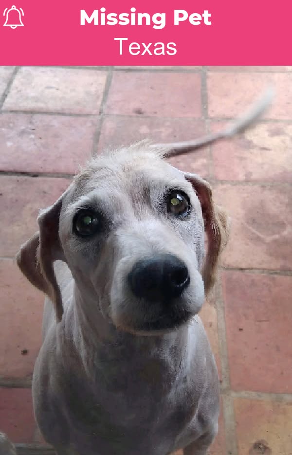 Lost Dog in Houston
