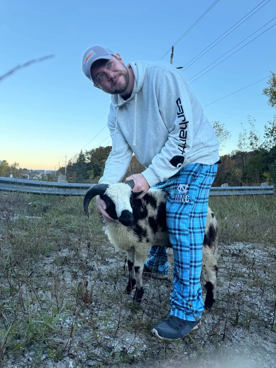 Found Sheep in Holland Centre