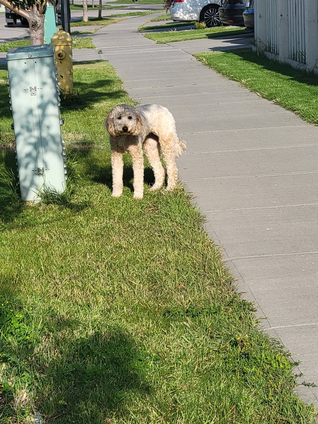 Found dog