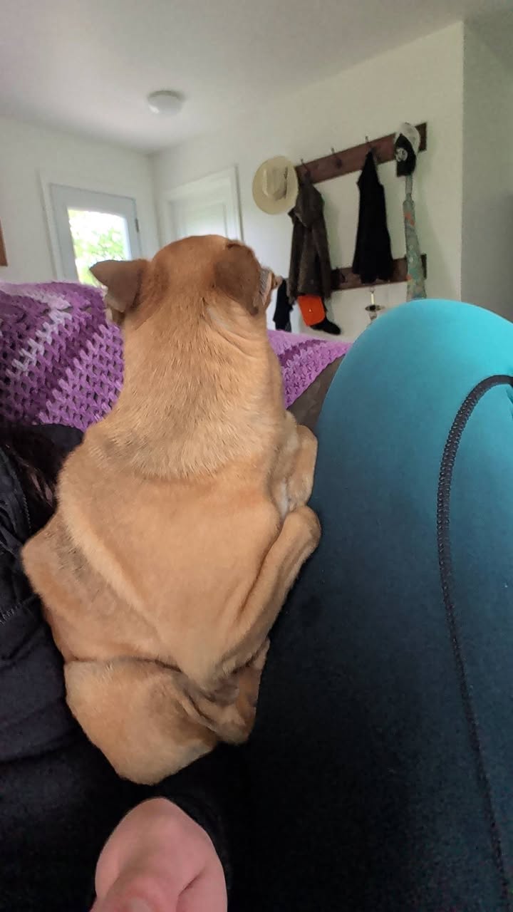 Lost Dog in Grey Bruce