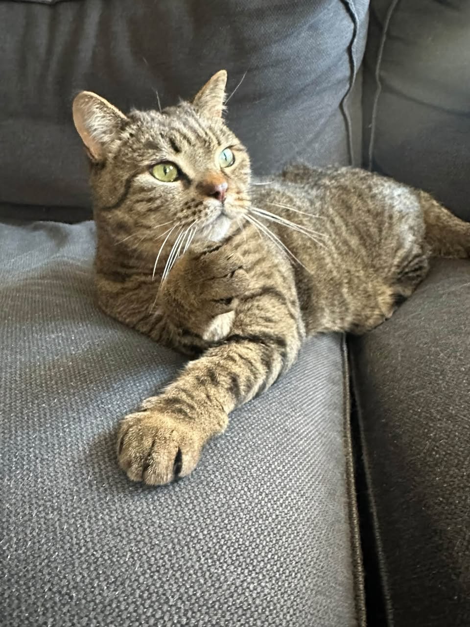 Lost Cat in South Cambie