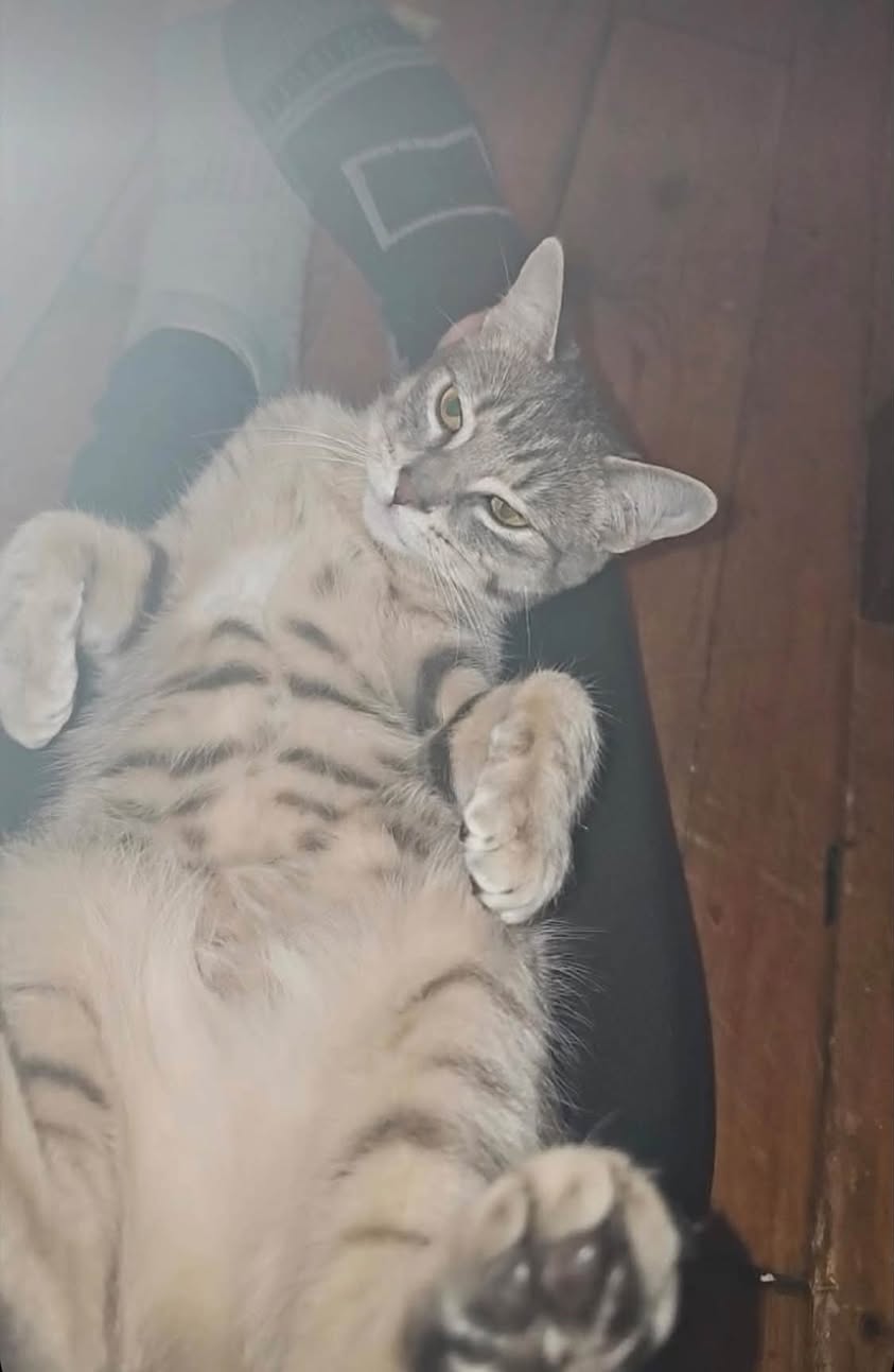 Lost Cat in Chesley