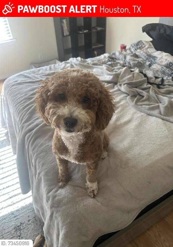 Lost Dog in Houston