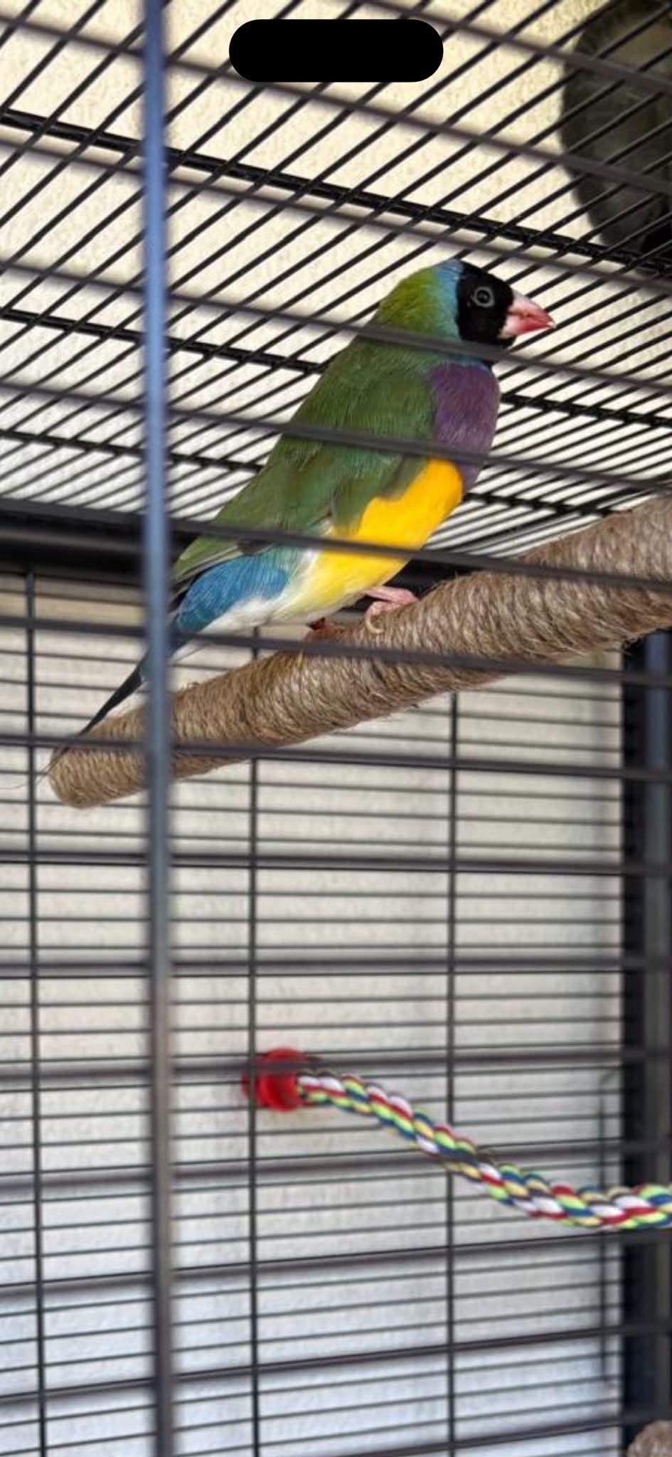 Lost bird