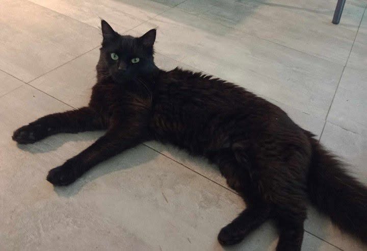 Lost Cat in Trondheim