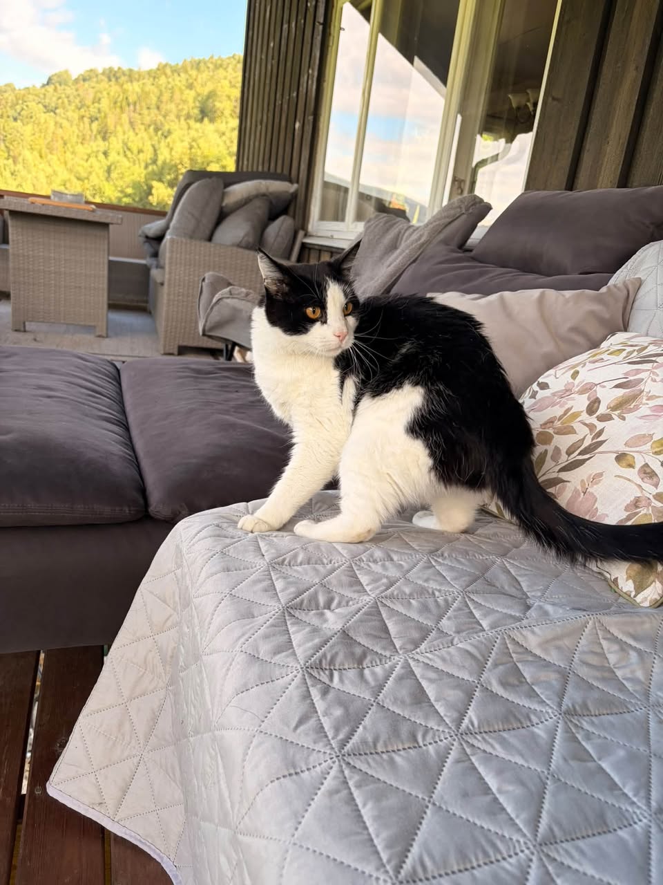 Lost Cat in Telemark