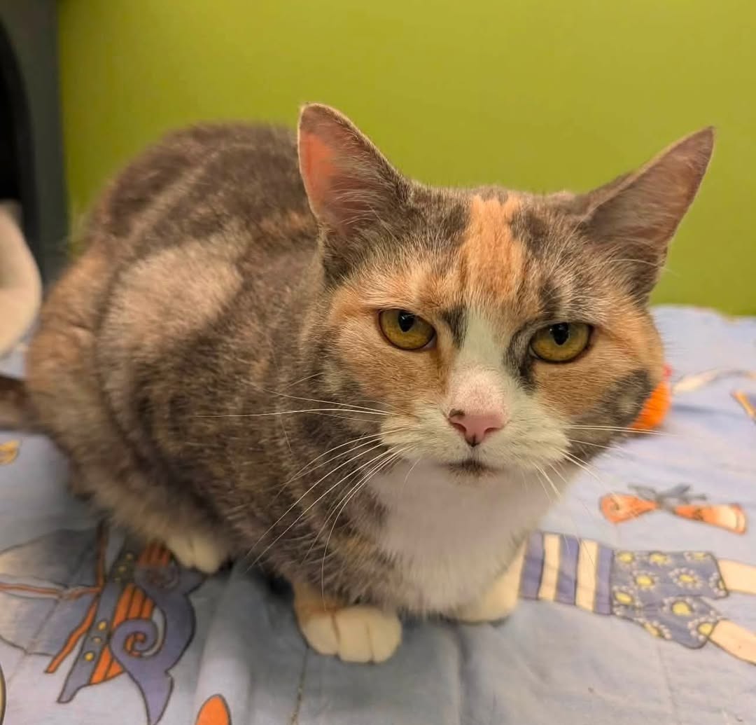 Lost cat