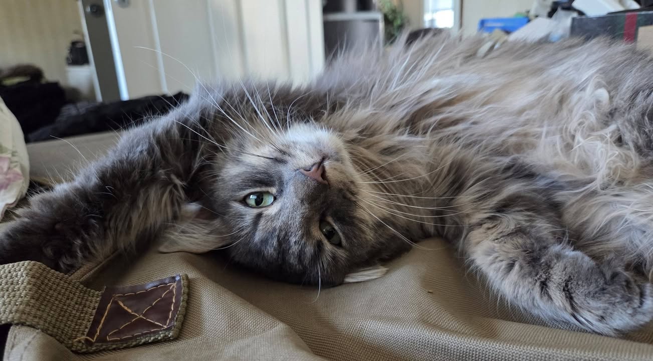 Lost Cat in Eidsvoll