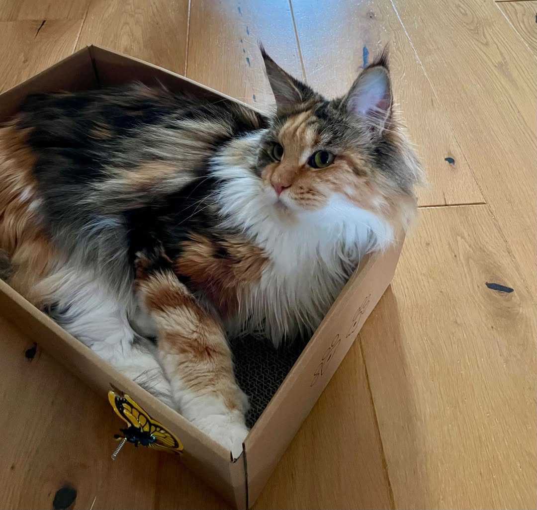 Lost Cat in Algarheim