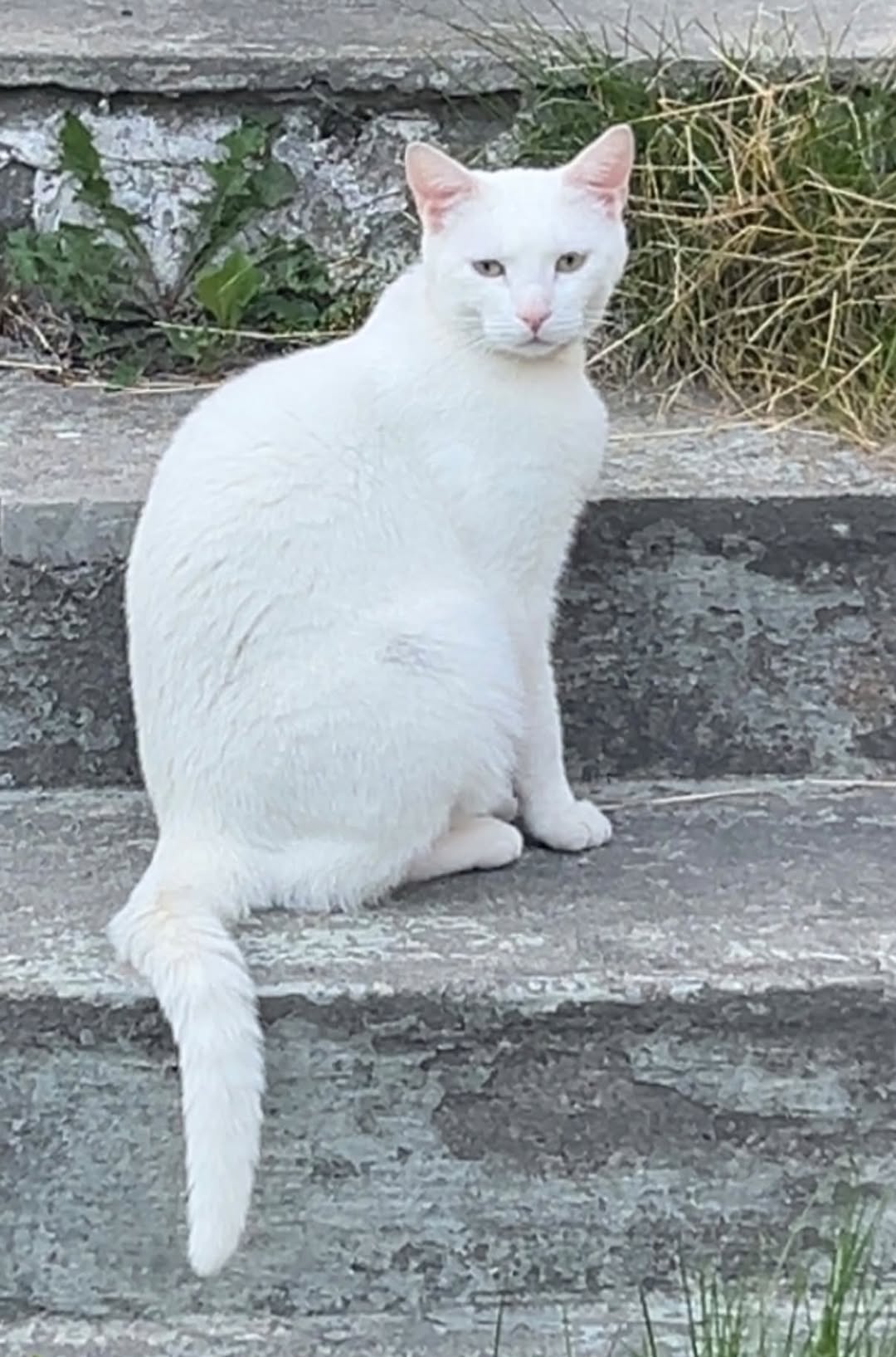 Lost cat