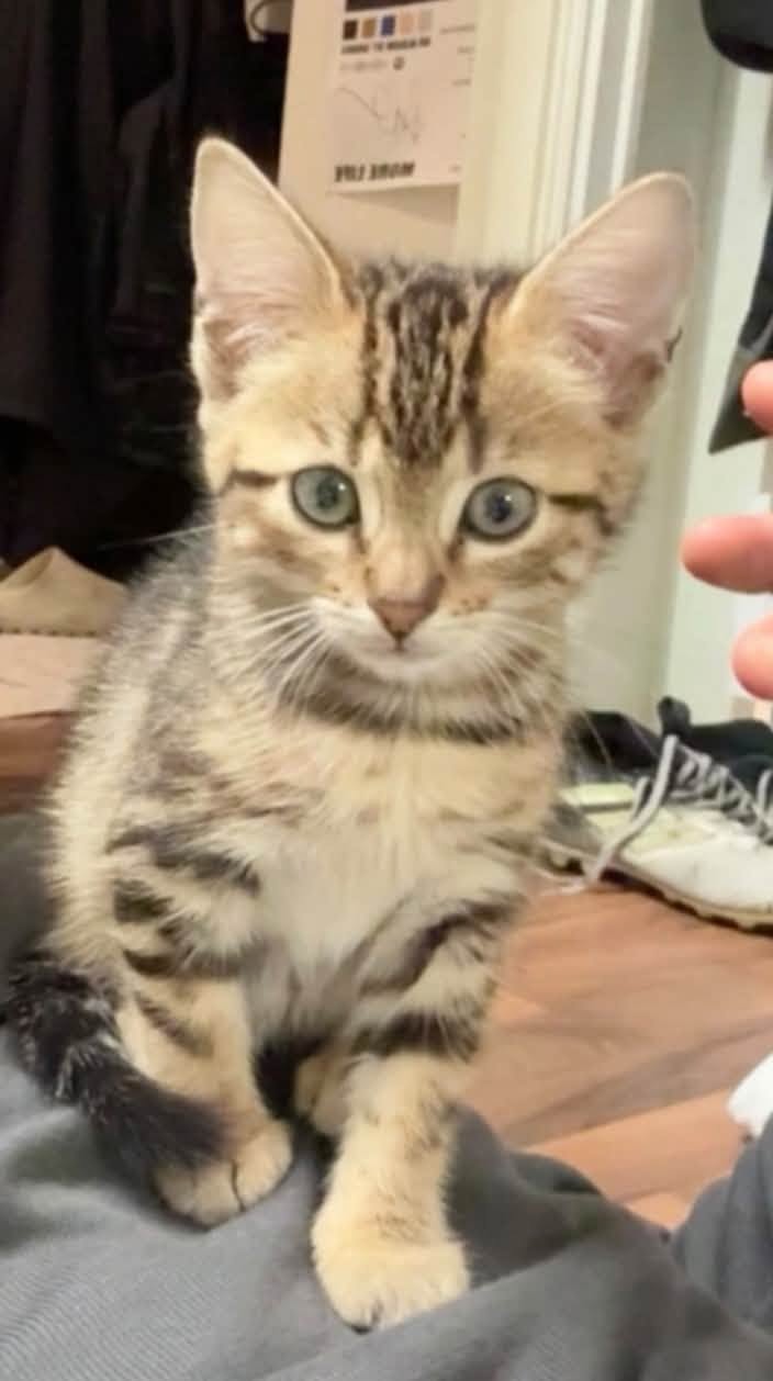 Lost cat