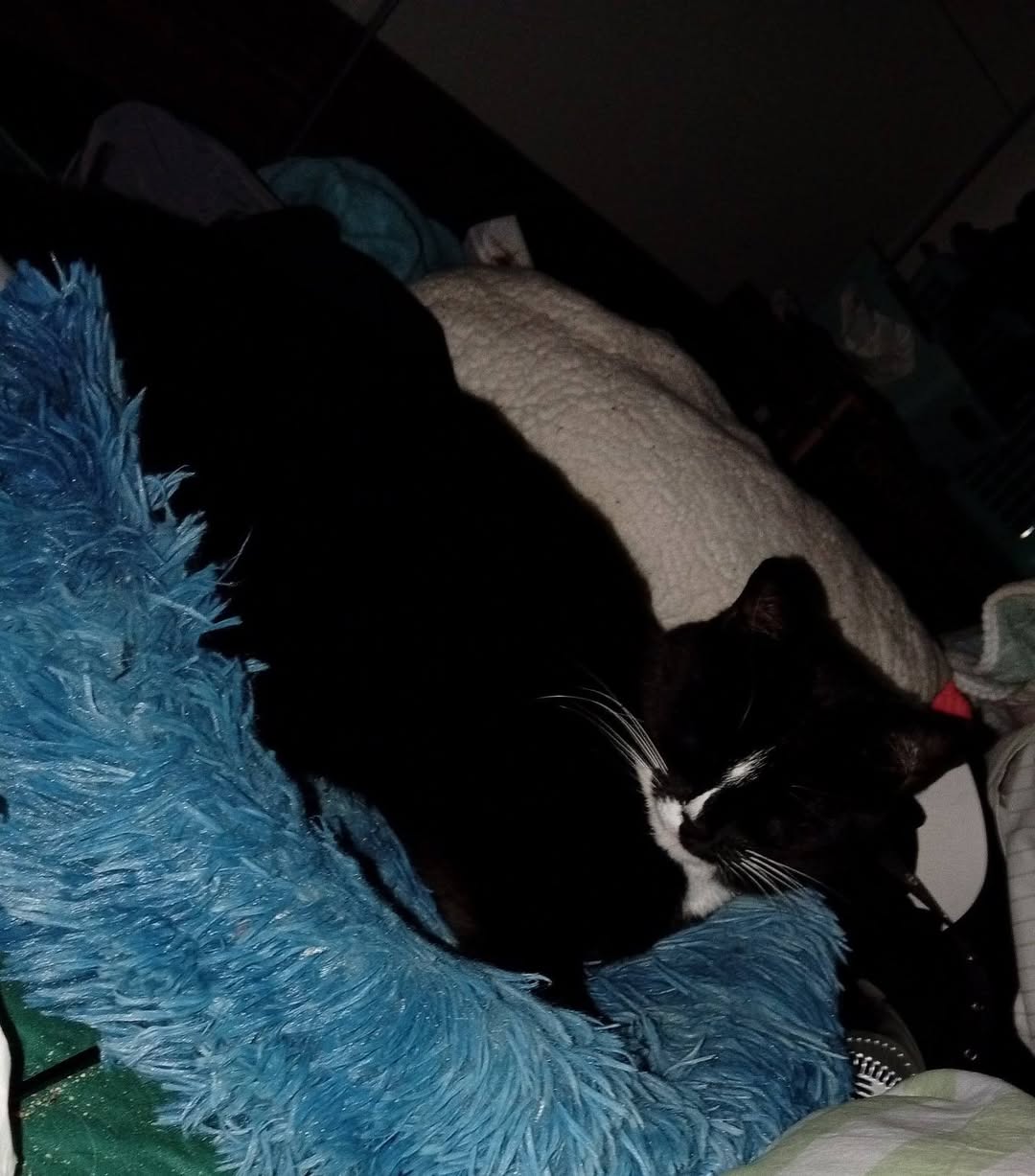 Lost Cat in Ton Sur Ton