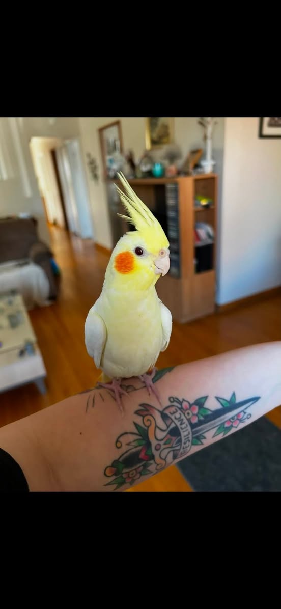 Lost bird