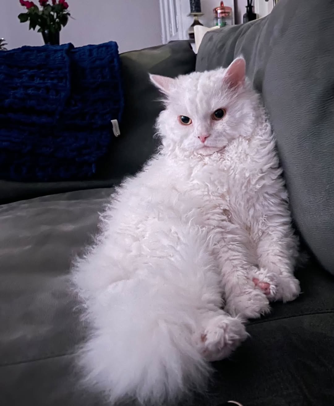 Lost Cat in Drammen