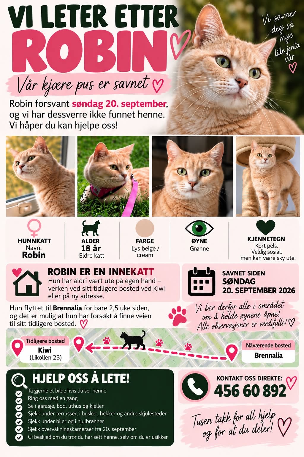 Lost Cat in Norway