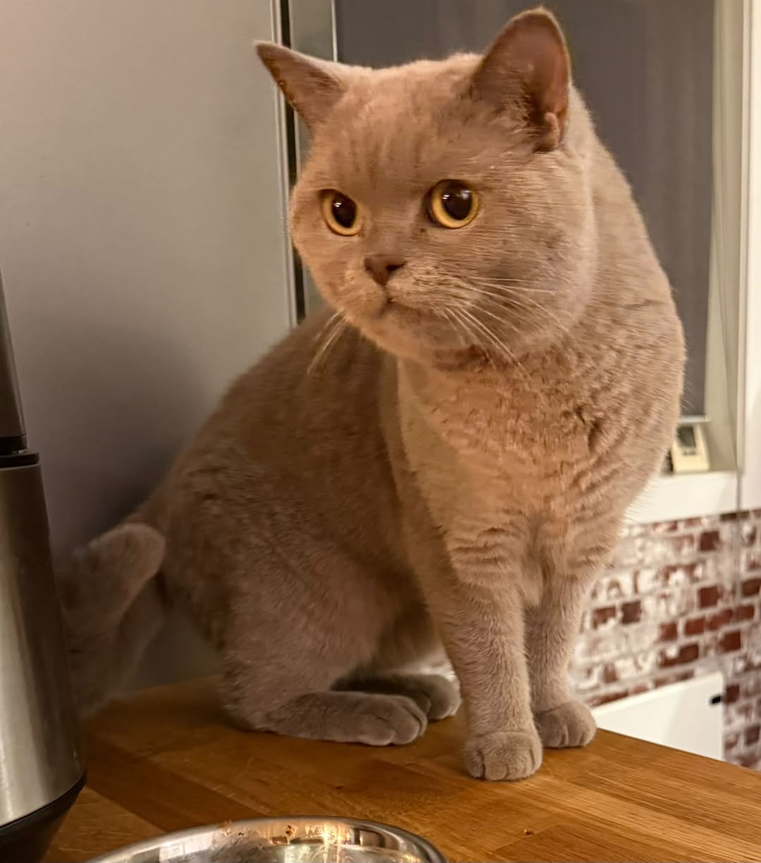 Lost Cat in Nesbyen