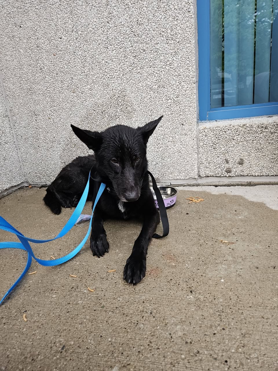 Found dog