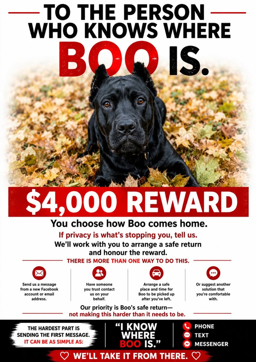 Lost Dog in Toronto