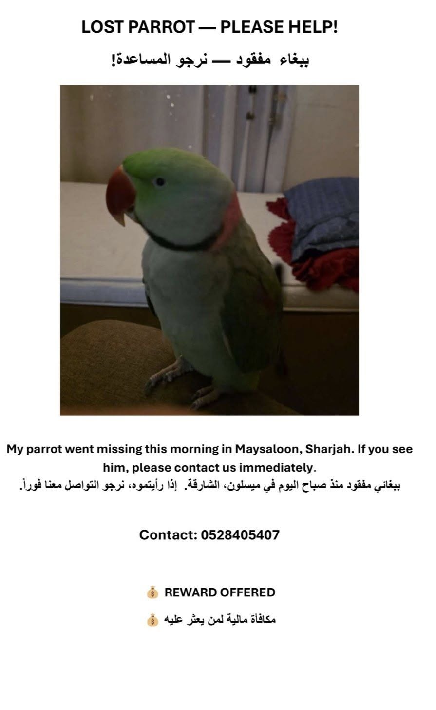 Lost Bird in Sharjah