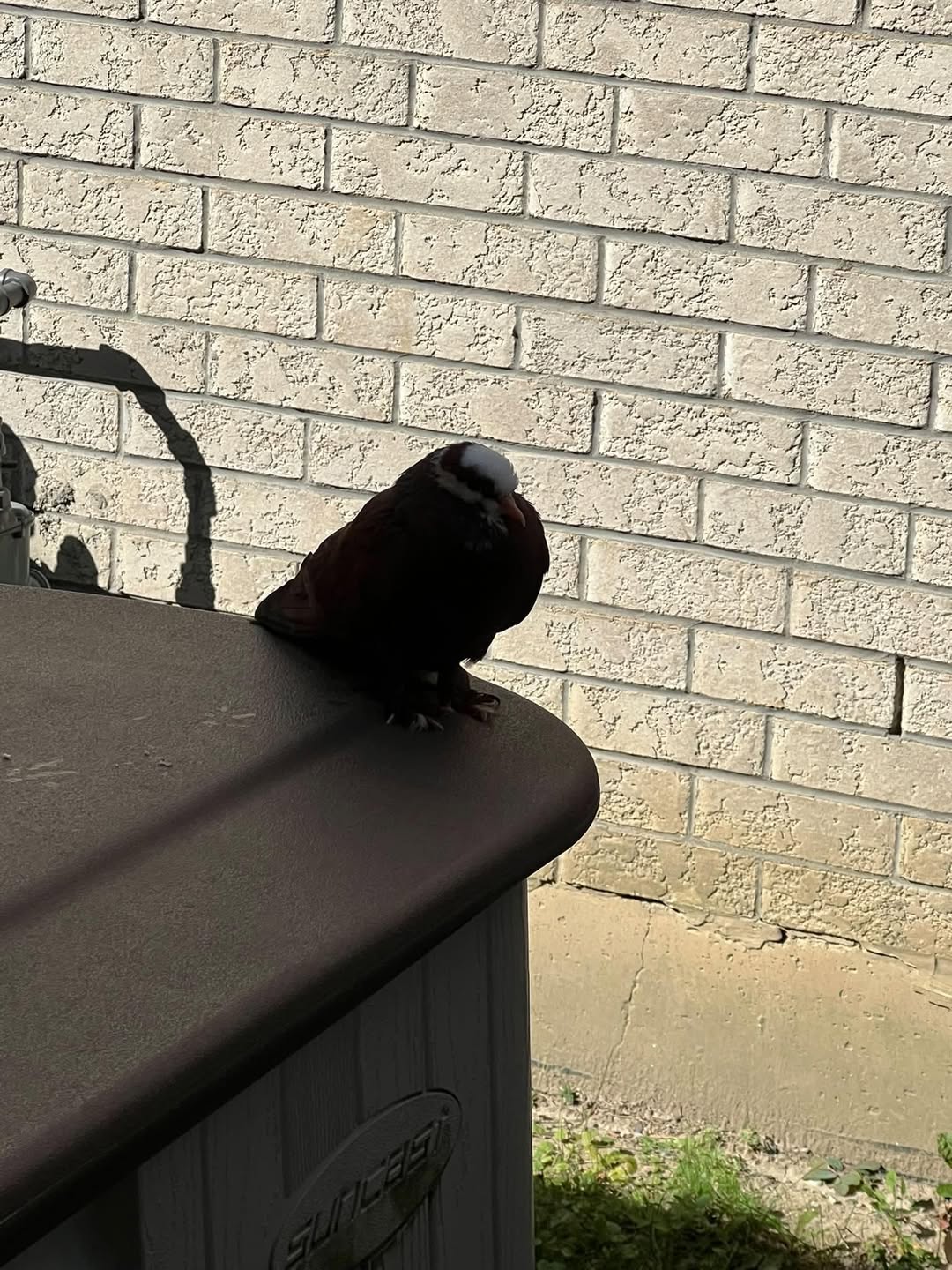Found bird