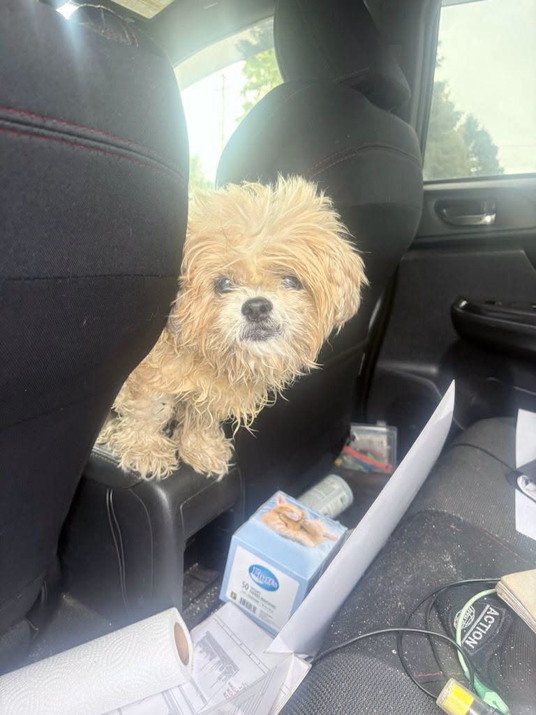 Found dog