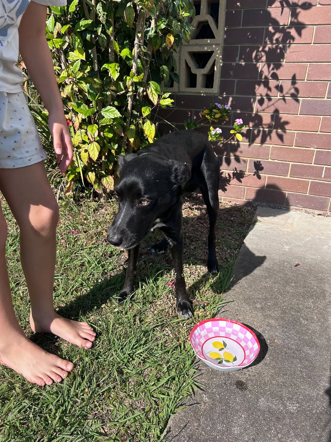 Found dog