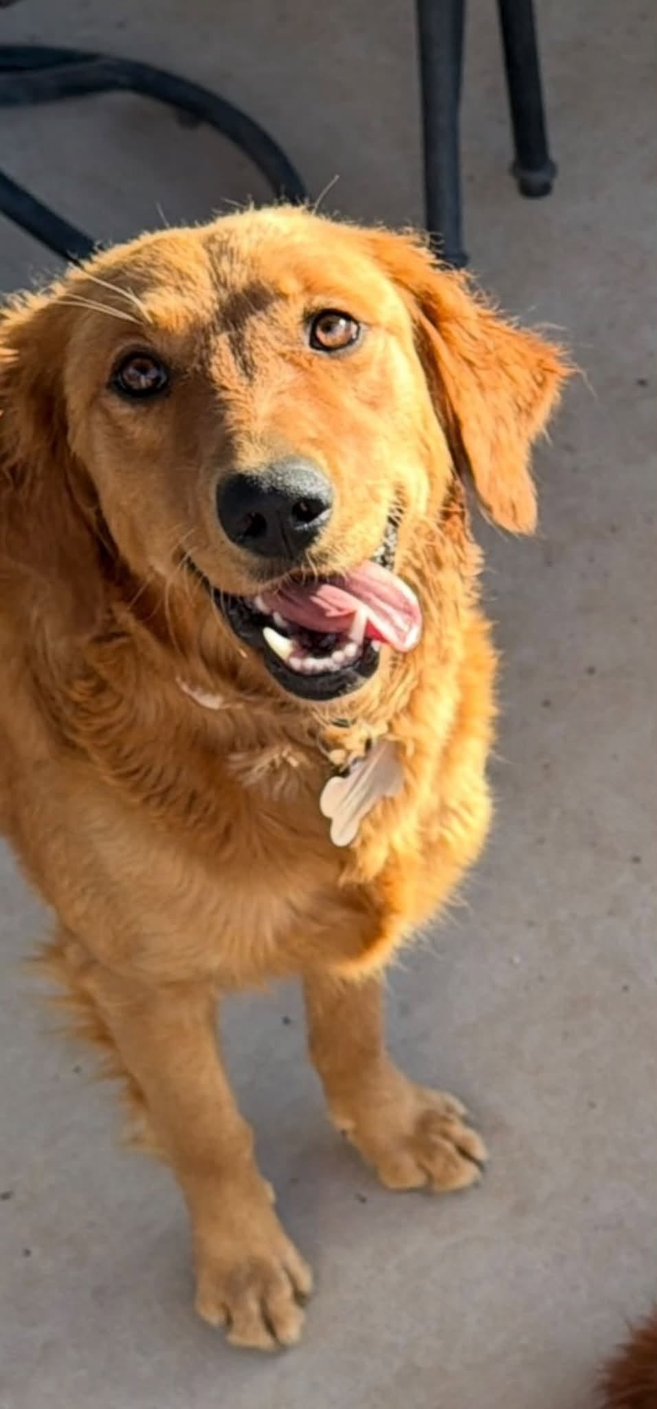 Lost Dog in Horizon City