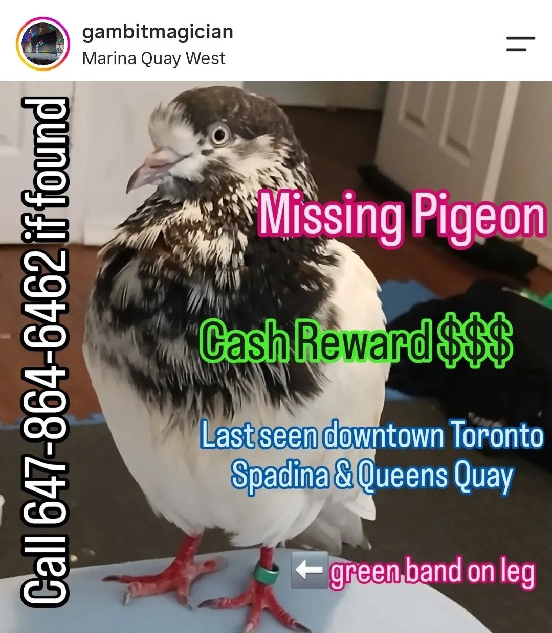Lost Bird in Spadina & Queens Quay