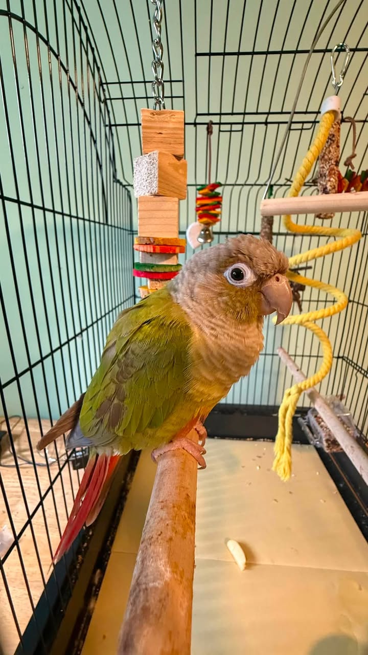 Found bird