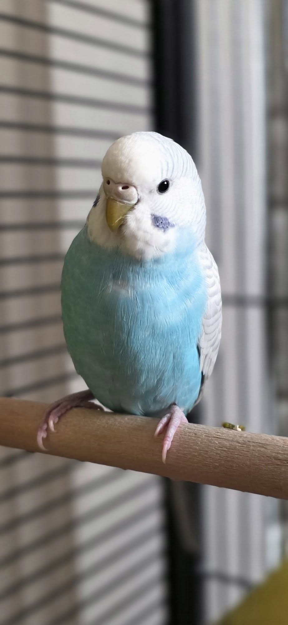 Lost Budgie in Toronto