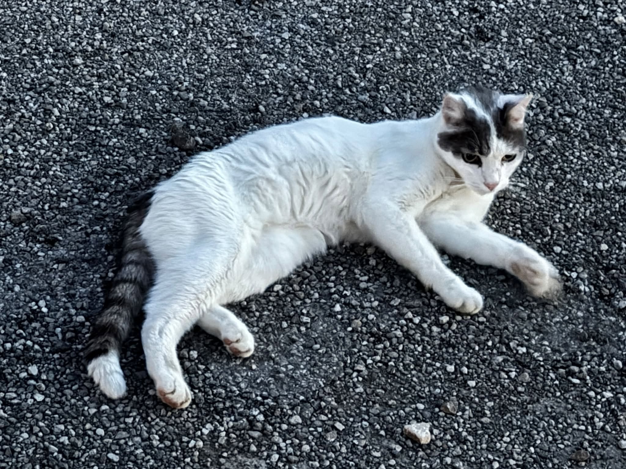 Found Cat in Luxembourg City