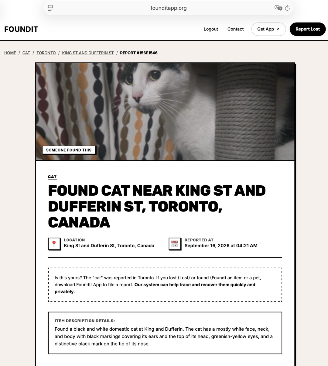Found cat