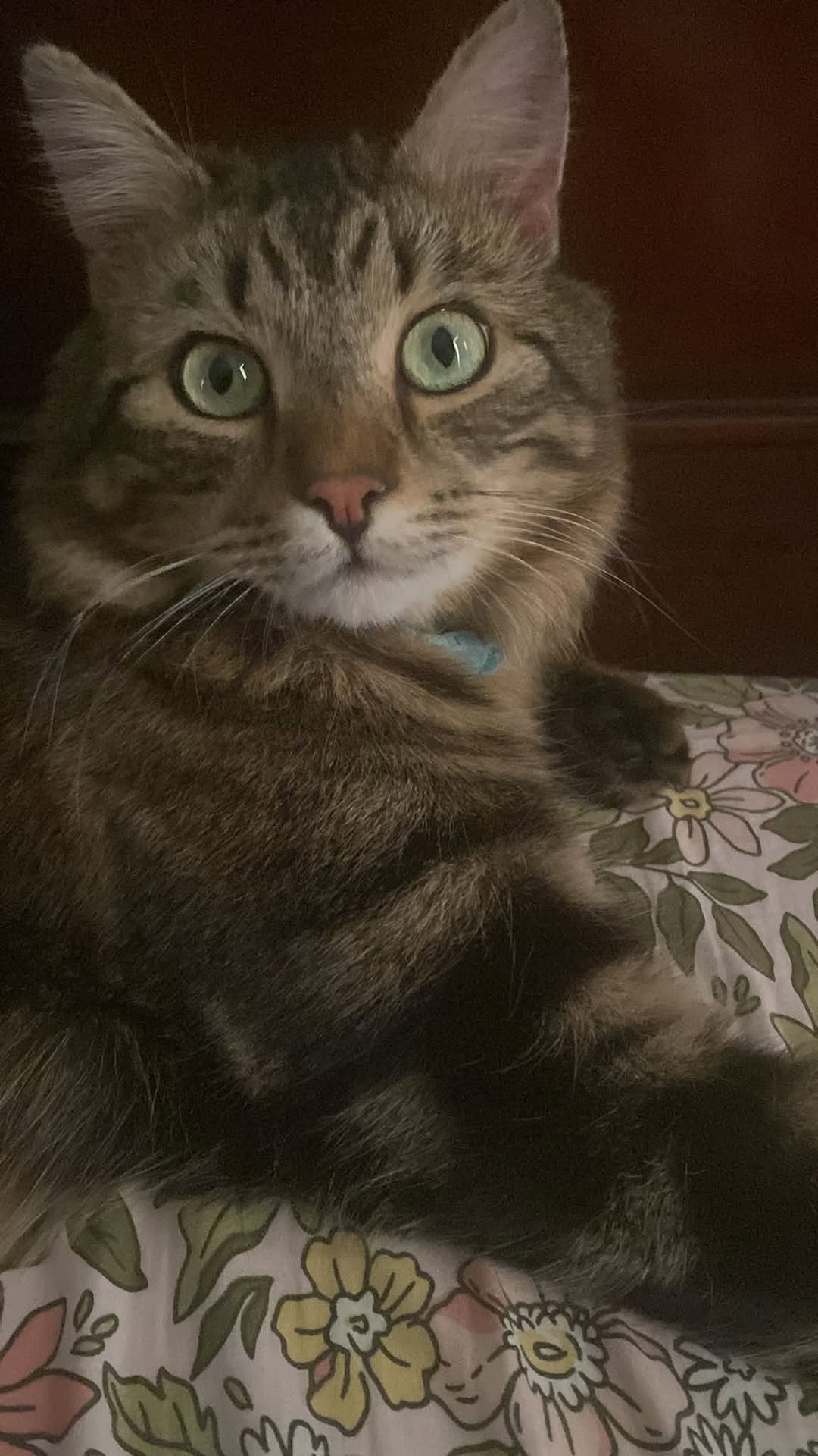 Lost Cat in Melbourne