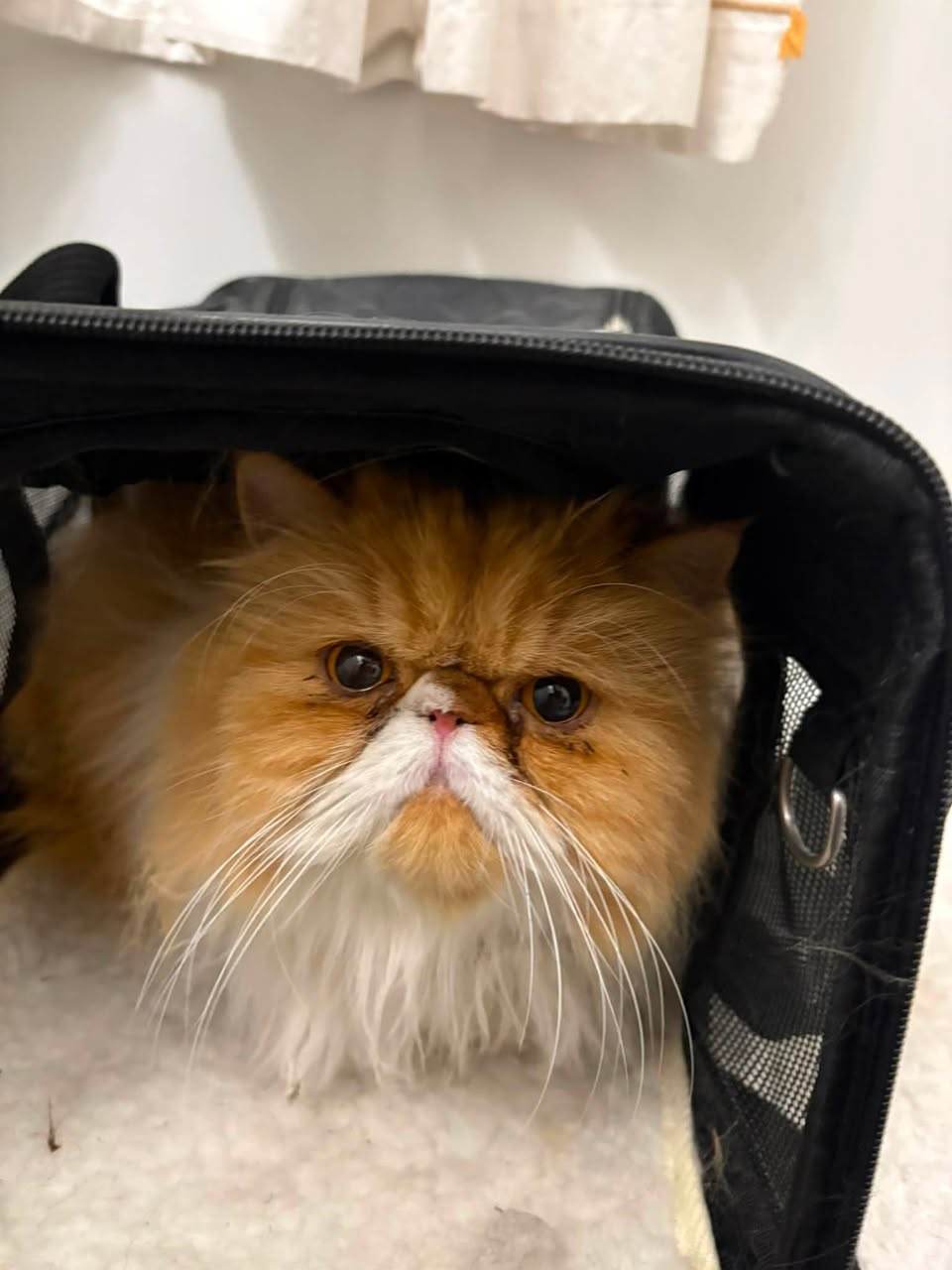 Found cat