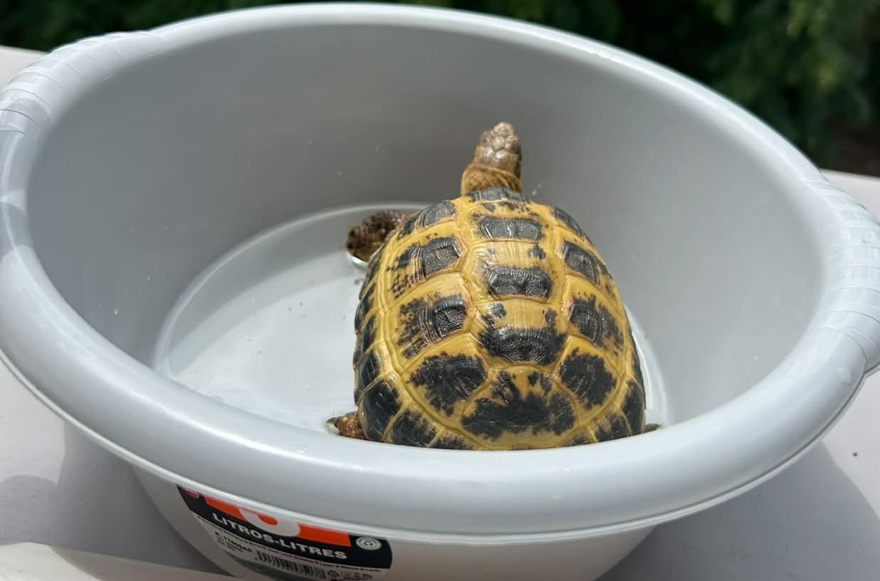 Lost tortoise
