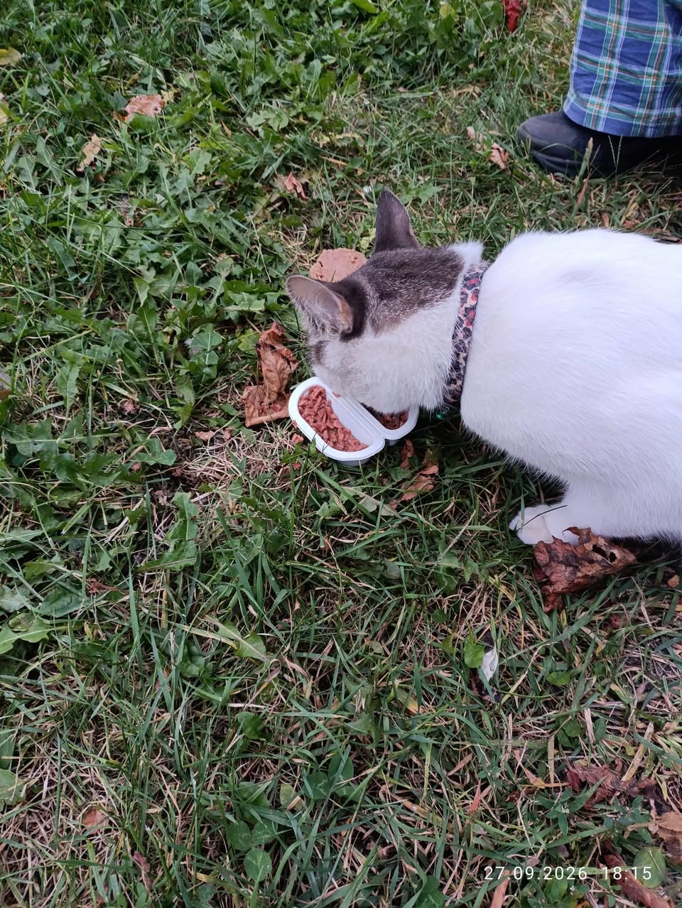 Found cat