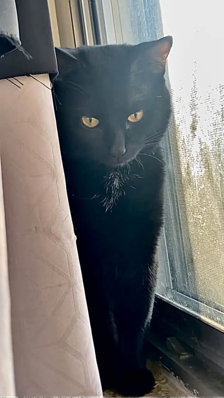 Lost cat