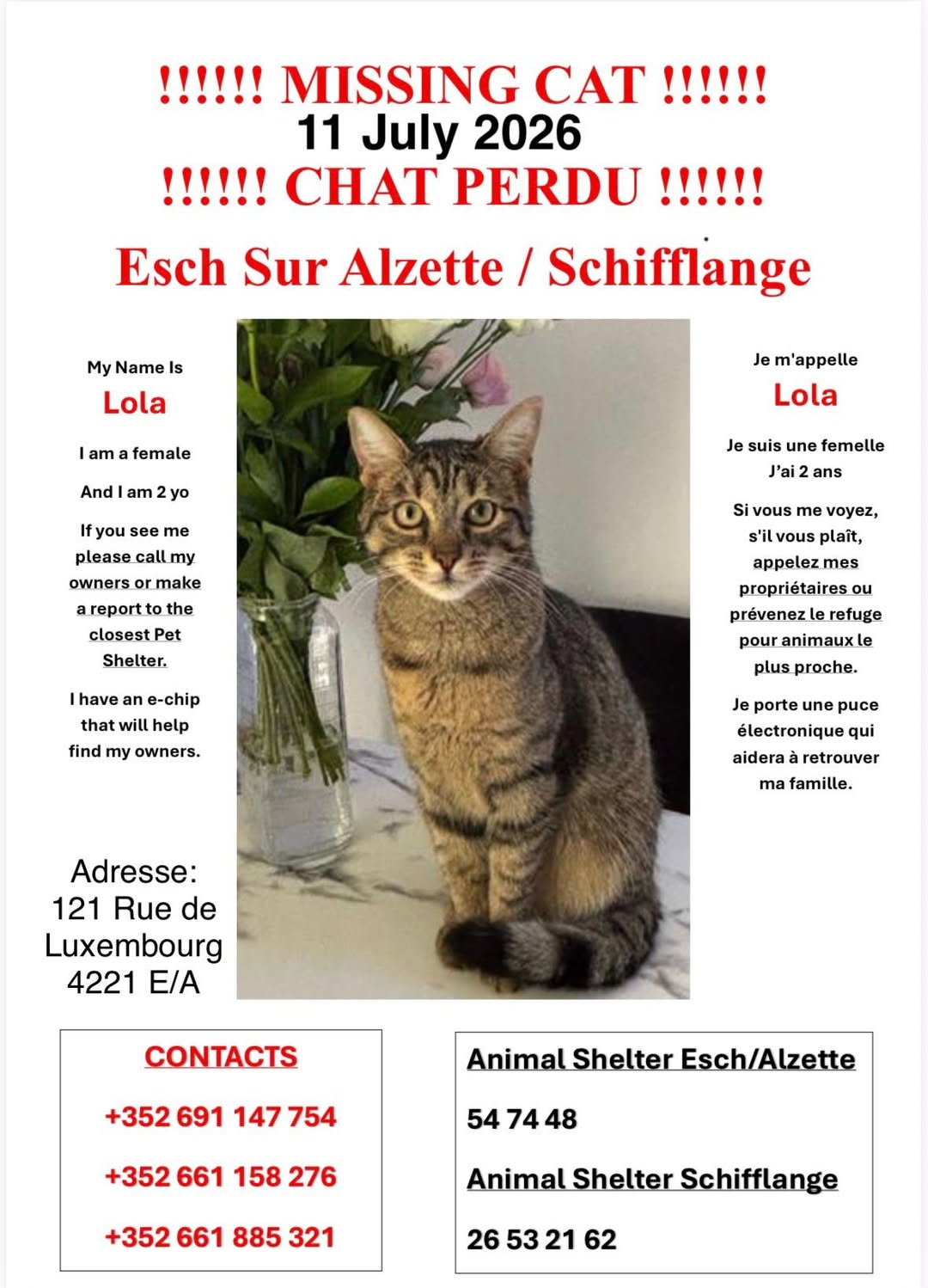 Lost Cat in Esch-Sur-Alzette