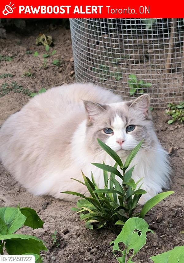 Lost Cat in Toronto