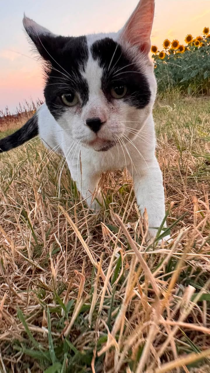Found Cat in Bertrange