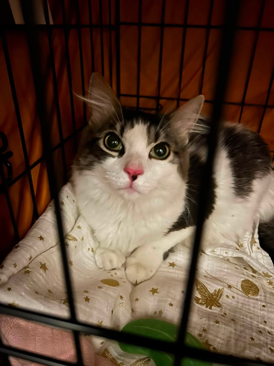 Found cat
