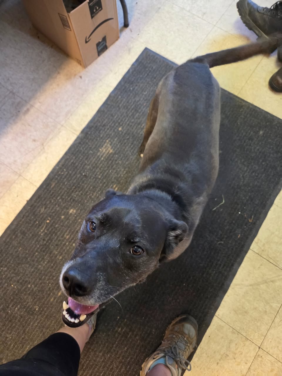 Found dog