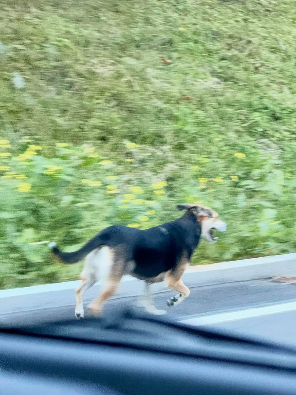 Found dog