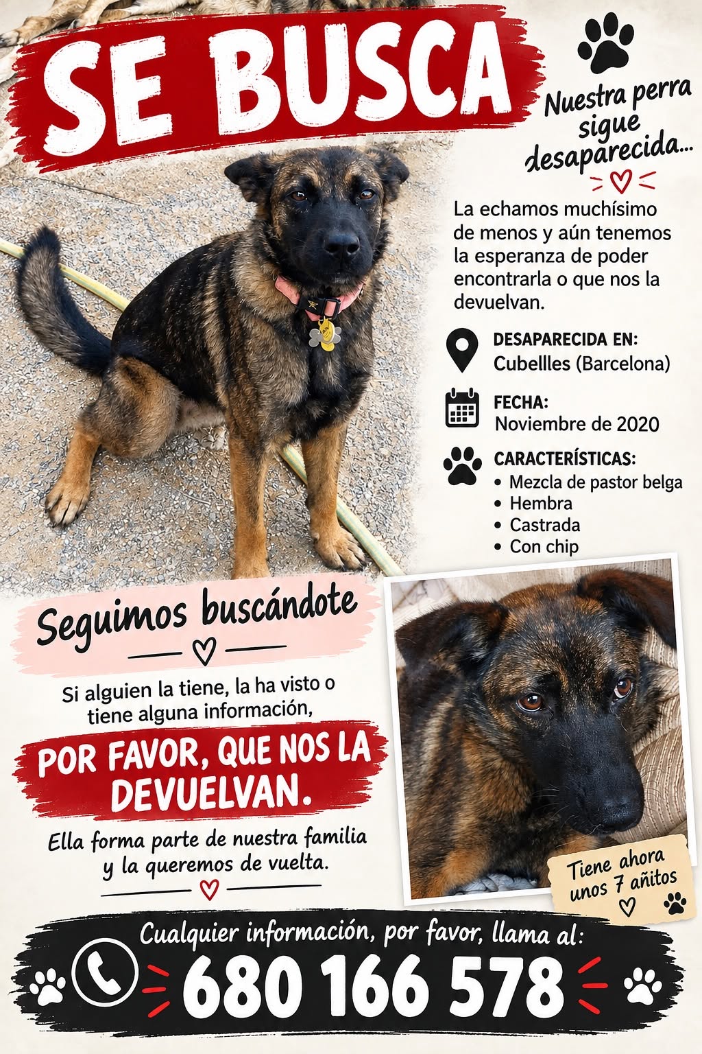 Lost Dog in Barcelona